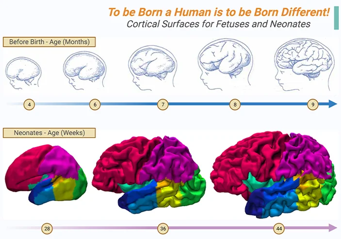 To be Born a Human is to be Born Different!Cortical Surfaces for Fetuses and Neonates